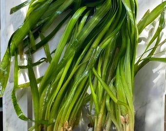 Jungle Val (Vallisneria Americana 'Gigantea') Live - Beginner Aquarium Plant