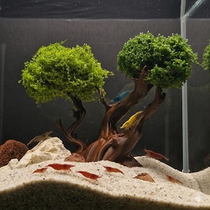 May include: An aquarium scene featuring a brown tree-shaped decoration with green foliage. Several red, blue, and yellow shrimp are visible on the sandy substrate. The tank has a naturalistic design with rocks and plants.