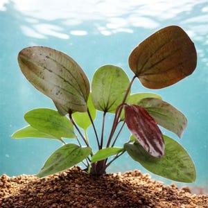 May include: A close-up of an aquatic plant with green and brown leaves. The plant has a cluster of oval-shaped leaves in varying shades of green and brown, with visible veins. The plant is rooted in brown soil, set against a light blue background.