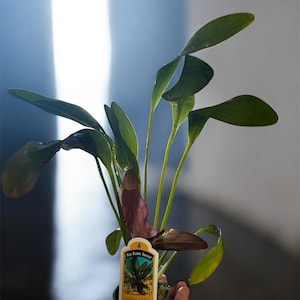 May include: A potted aquatic plant, the Red Rubin Sword, with long, green leaves and a reddish-brown center. The plant is in a small, dark gray pot. A tag with the plant's name is attached.