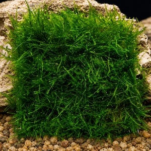 May include: A vibrant green aquatic plant, likely moss, is displayed on a textured rock. The moss is densely packed, creating a lush, textured appearance. The background features small, round, light brown pebbles, suggesting an aquarium or terrarium setting.