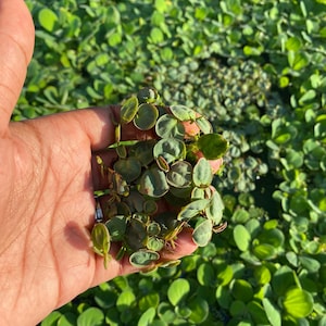 Ultimate Floater Plant Beginner Bundle- Frogbit, Redroot & Water Lettuce!