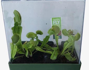 Kit de culture Venus Fly Trap - Kit de démarrage pour plantes carnivores - Plante piège à mouches vivante avec terre et terrarium - Kit de plantes pour débutants