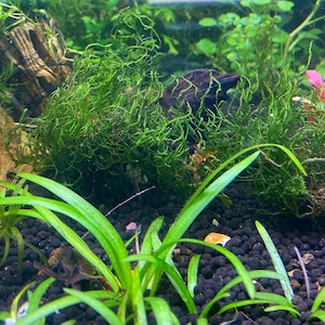 May include: A vibrant underwater scene featuring lush green aquatic plants. The foreground showcases long, slender leaves, while a dense cluster of moss-like plants dominates the midground. Dark substrate and a hint of a pink plant add depth to the aquarium setting.