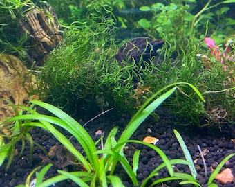 Flame Moss (Taxiphyllum sp. 'Flame') Portion - Live Aquarium  Plant - Low Maintenance