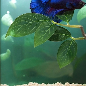 Silk Betta Resting Leaf – Aquarium Fish Tank Decor