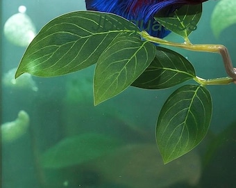 Zijde Betta Rustblad – Aquariumdecoratie