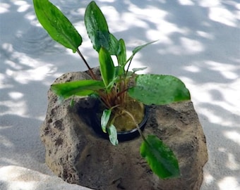 May include: A vibrant green aquatic plant with broad leaves, emerging from a small pot set within a textured, gray rock formation. The plant's leaves are a rich green, contrasting with the rock's neutral tones. The scene is set against a backdrop of water and sand.