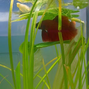 May include: A vibrant red betta fish swims in an aquarium, surrounded by green aquatic plants. The fish has flowing fins and is partially obscured by the plants. The water is clear, and the scene is well-lit.