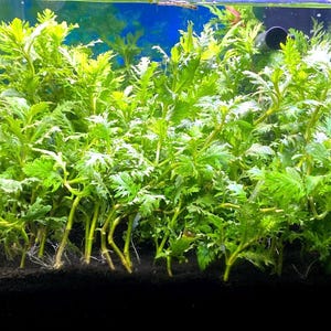 May include: A vibrant aquarium scene featuring lush, green aquatic plants. The plants have delicate, feathery leaves and are rooted in dark substrate. The water is clear, and the background is a gradient of blue.