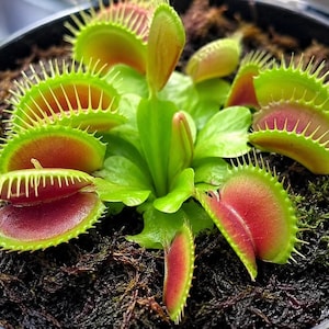 May include: A Venus flytrap plant featuring multiple vibrant green leaves and hinged traps with reddish-pink interiors and sharp, spine-like cilia along the edges. The carnivorous plant is potted in dark, moist soil within a circular container.