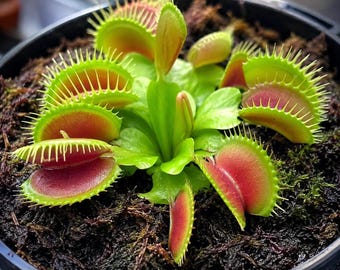 Live Venus Fly Trap Plant | Dionaea Muscipula | Carnivorous Houseplant | Indoor Bug Eating Plant | Beginner Carnivorous Plant | 3in Pot