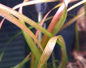 Red Jungle Vallisneria (gigantea rubra) Live Aquarium Plant | Easy Background Freshwater Plant