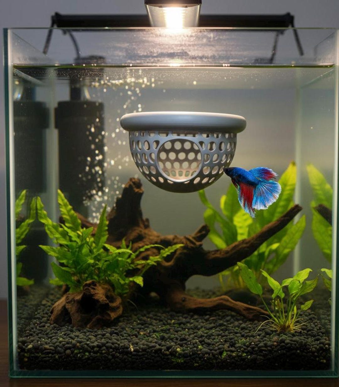 Floating Betta Fish Bungalow & Feeder Ring - Betta Rest Hammock - Etsy
