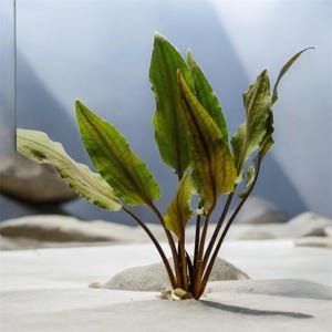 May include: A close-up of a green aquatic plant with long, pointed leaves. The leaves have a textured appearance with visible veins and a hint of yellow-brown coloration. The plant is rooted in a sandy substrate.