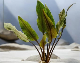 Cryptocoryne Wendtii Brown • Beginner Low Light Aquarium Plant