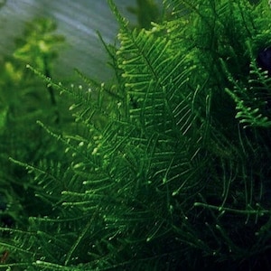 May include: Close-up of vibrant green aquatic plant, likely moss, with delicate, feathery fronds. The plant has a lush, dense appearance, with tiny white buds scattered throughout. The image highlights the intricate texture and rich color of the plant.