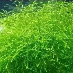 May include: Close-up of vibrant green aquatic plant, likely moss, with delicate, needle-like leaves. The plant has a dense, bushy appearance, with varying shades of green, creating a textured and natural look. Ideal for aquascaping and adding a natural element to an aquarium.