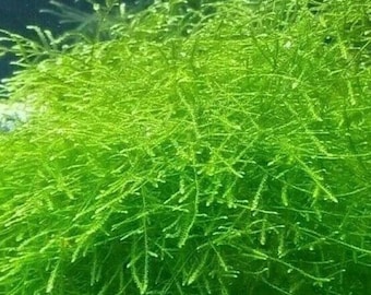 May include: Close-up of vibrant green aquatic plant, likely moss, with delicate, needle-like leaves. The plant has a dense, bushy appearance, with varying shades of green, creating a textured and natural look. Ideal for aquascaping and adding a natural element to an aquarium.