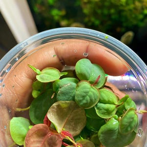 May include: A clear plastic container filled with aquatic plants. The plants have small, heart-shaped green leaves with reddish stems and some leaves with a reddish-brown hue. The background is blurred, showing other aquatic plants.