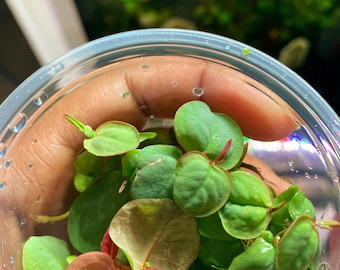 Red Root Floaters – Live Aquatic Plants for Aquarium | Natural Cover Floating Plant