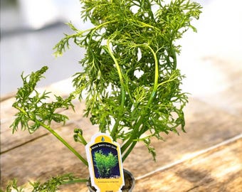 Watersprite Fern (Ceratopteris thalictroides) - Live Aquarium Plant - Fast Growing Beginner Plant