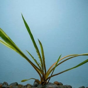 May include: A white ceramic mug with a black handle and the text "But First, Coffee" in a handwritten style. The mug is on a white surface. The mug is likely for hot beverages.