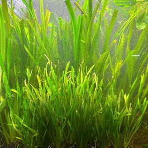 Corkscrew Jungle Vallisneria (Vallisneria contortionist / spiralis var. contorta) Live - Beginner Aquarium Plant