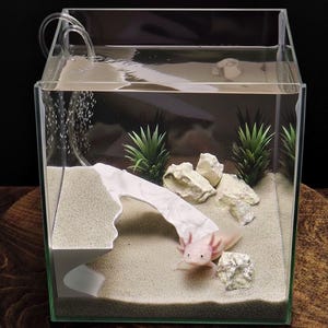 May include: A clear glass aquarium with an axolotl. The tank features a sandy substrate, decorative rocks, and artificial plants. A white, curved structure provides a hideaway. Bubbles rise from an air pump. The axolotl is pink with feathery gills.