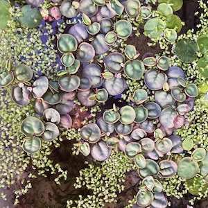 BEGINNER FRIENDLY - Red Root Floaters