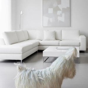 May include: A modern living room with a white sectional sofa, a white square coffee table, and a shaggy dog-shaped rug in shades of white, gray, and blue. A framed abstract artwork hangs on the wall.