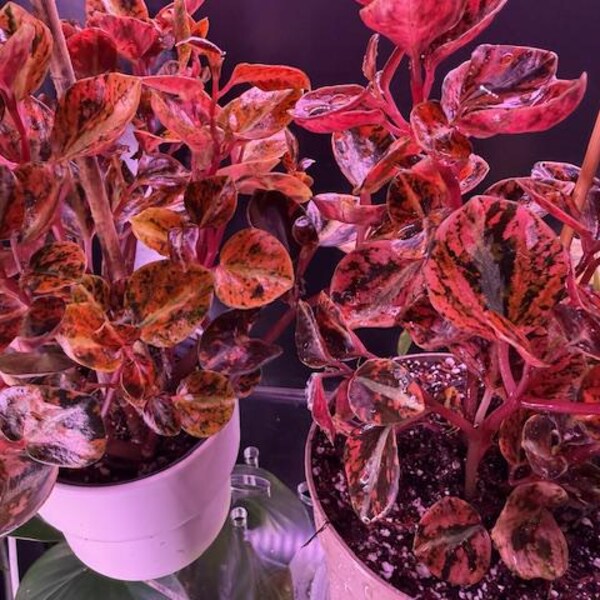 Orange Metallic Variegated Peperomia