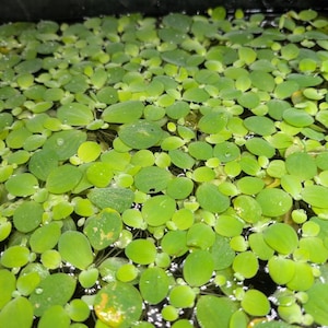 May include: A close-up of a water surface densely covered in small, round, bright green aquatic plants. The plants create a textured surface. The water is dark, and the plants have a few yellow spots.