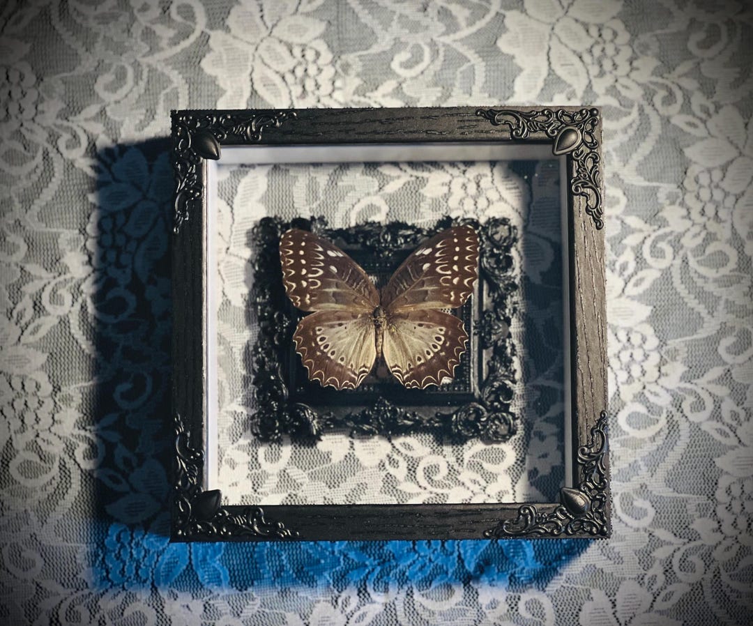 Gothic Butterfly 5x5 Shadowbox | Floral Entomology | Wall Art | Gift - Etsy