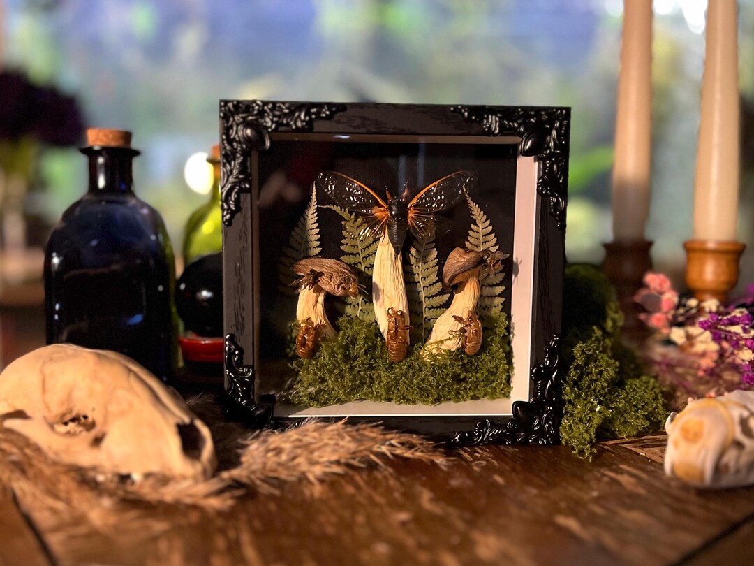 5x5 Cicada Shadowboxes | Dynamic Wall Art | Tacidermy | Oddities ...