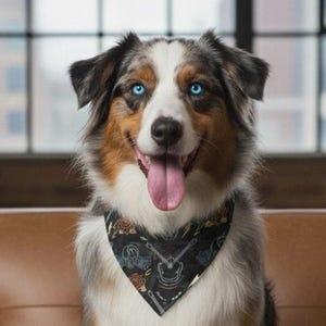 Può includere: Un cane da pastore australiano tricolore con occhi azzurri brillanti è seduto su un divano di pelle marrone. Il cane indossa una bandana nera con un disegno a tema chitarra e musica. La lingua del cane è fuori e sembra sorridere.