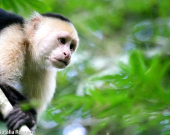 Contemplative Capuchin