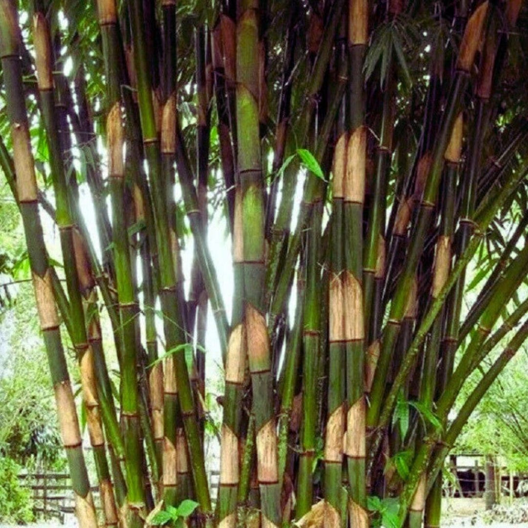 Atter Ruti Giant Atter Bamboo 50 Seeds - Etsy
