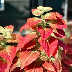 Coleus Mix Flower Rainbow Fresh Harvest Seeds
