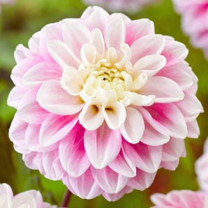 May include: Close-up of a fully bloomed dahlia flower. The flower has layers of soft pink petals with white tips, surrounding a creamy yellow center. The petals are tightly packed, creating a full, rounded shape. The background is a soft green.