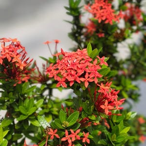 Red Ixora Flower Perennial 5 Seeds
