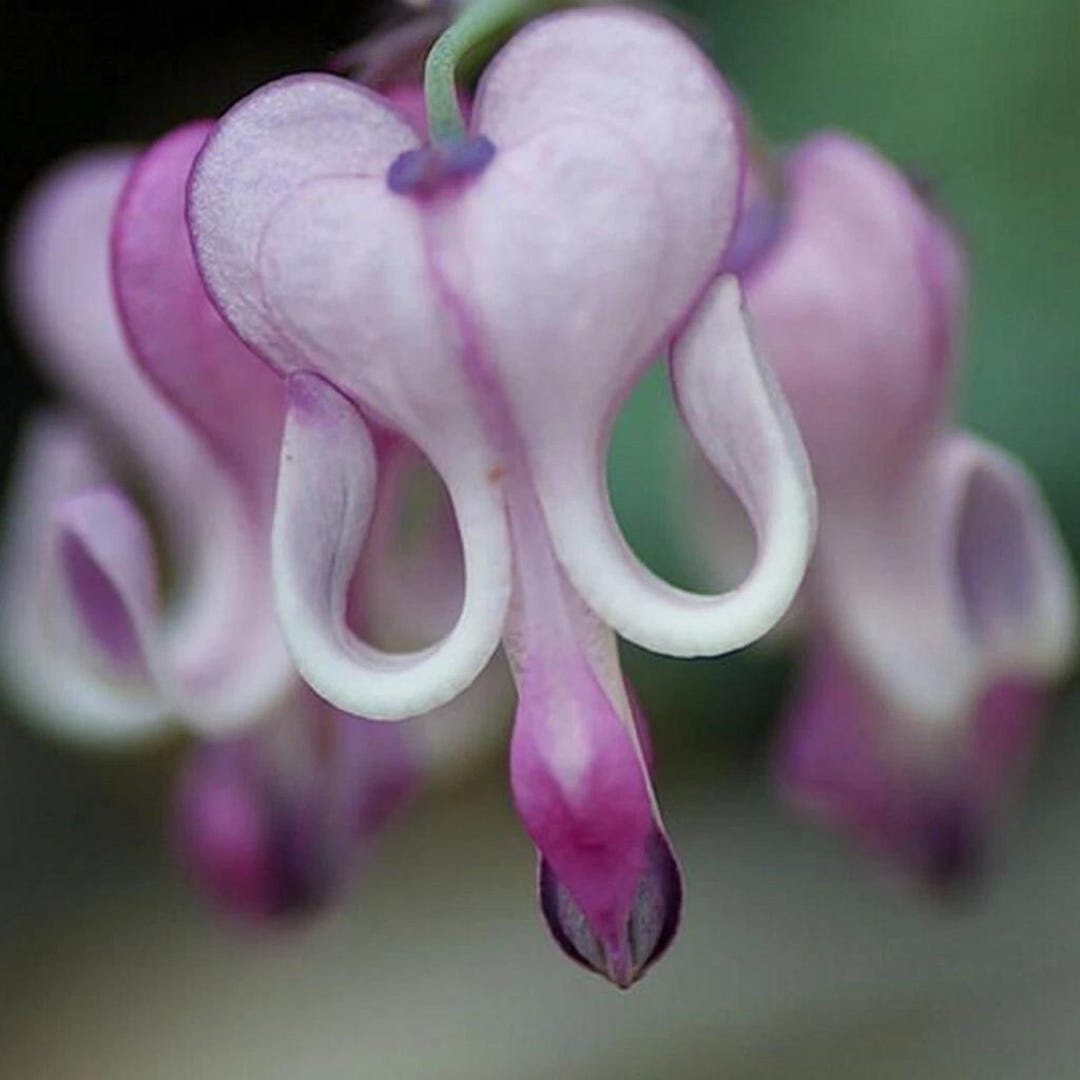 Purple White Bleeding Heart 25 Seeds - Etsy
