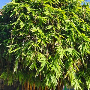Golden Yellow Bamboo 50 Seeds
