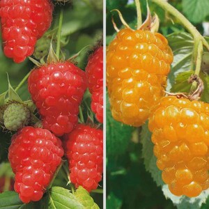 Könnte beinhalten: Nahaufnahme von roten und gelben Himbeeren an der Rebe. Die roten Himbeeren sind zusammengefasst und zeigen ihre holprige Textur. Die gelben Himbeeren haben eine leuchtende goldene Farbe. Grüne Blätter und Stiele sind im Hintergrund zu sehen.