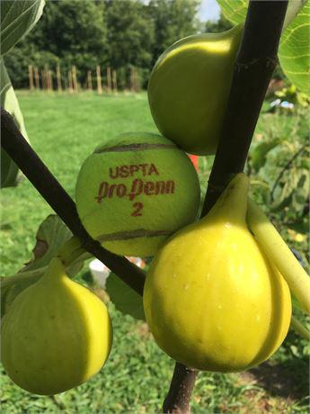 Yellow long neck fig - Etsy 日本