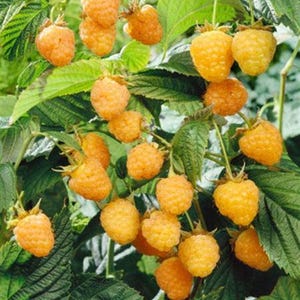 Puede incluir: Primer plano de una planta de frambuesas con bayas maduras de color amarillo dorado. Las bayas están agrupadas entre hojas verdes, mostrando su superficie texturizada y su color vibrante. La imagen resalta la belleza natural de la fruta.