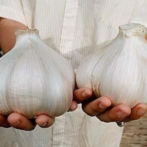 ELEPHANT GARLIC -15 seeds 2025 season