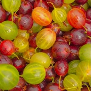 May include: A close-up image of a collection of gooseberries. The berries are a mix of colours, including green, red, and orange. The lighting is good, showing the textures and shapes of the fruit. The image is a vibrant display of fresh produce.