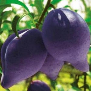 Puede incluir: Primer plano de varias ciruelas maduras, de color púrpura oscuro, colgando de una rama con hojas verdes. Las ciruelas tienen una piel lisa y una forma ligeramente alargada. La imagen está bien iluminada.