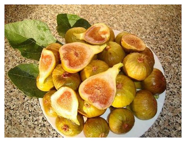 Italian 258 fig cutting - Etsy 日本